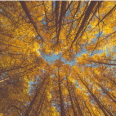 Autumn trees with golden leaves